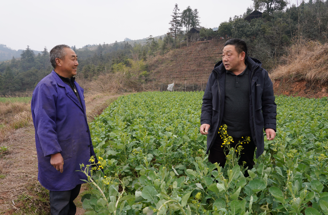 希望的田野|中方：冰冻后油菜受损 农技人员紧急下田“护油”