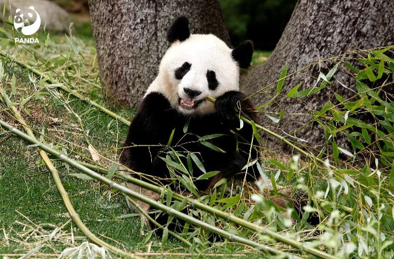 5只旅居西班牙的大熊猫于今日启程回国