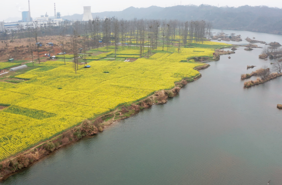 大美中方 生态美城|中方县：春日“氛围组”油菜花盛开