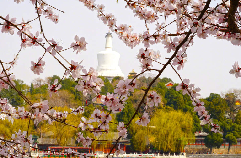 收藏美景！北海公园桃花盛放
