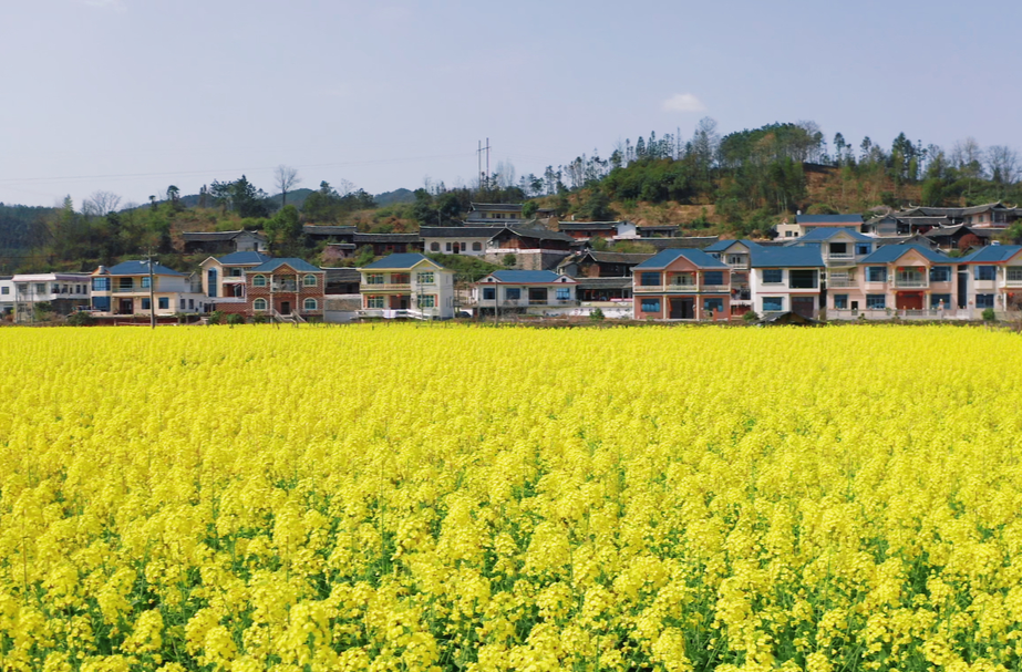 中方县桐坪村:油菜花开 春色满田间桐木镇2024-03-22中方县新建镇