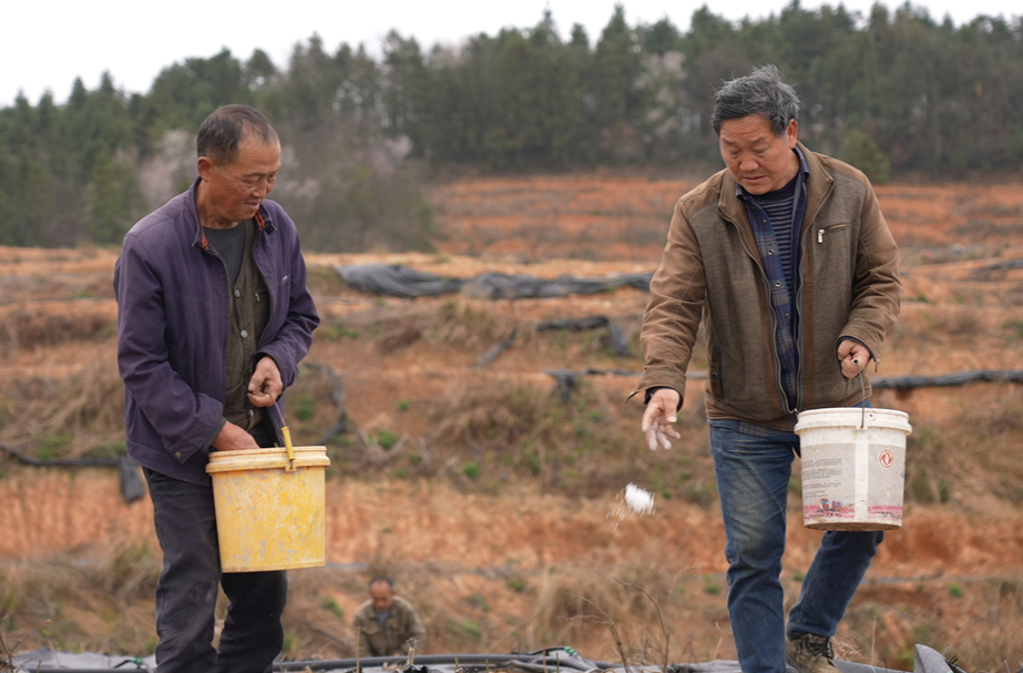 希望的田野|亚洲欧美精品国产一区县白沙溪村：千亩蓝莓园开启春季管护模式