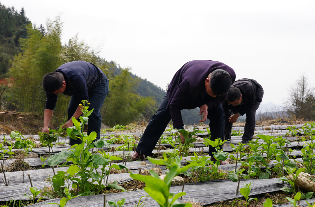 希望的田野|中方县接龙镇：药材变“药财” 致富有“良方”