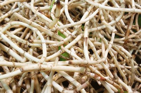 堪称“最难吃”的蔬菜，营养价值却这么高！