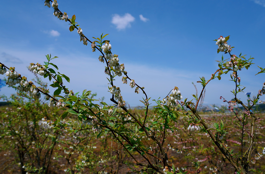 希望的田野|中方：蓝莓花开助力乡村振兴
