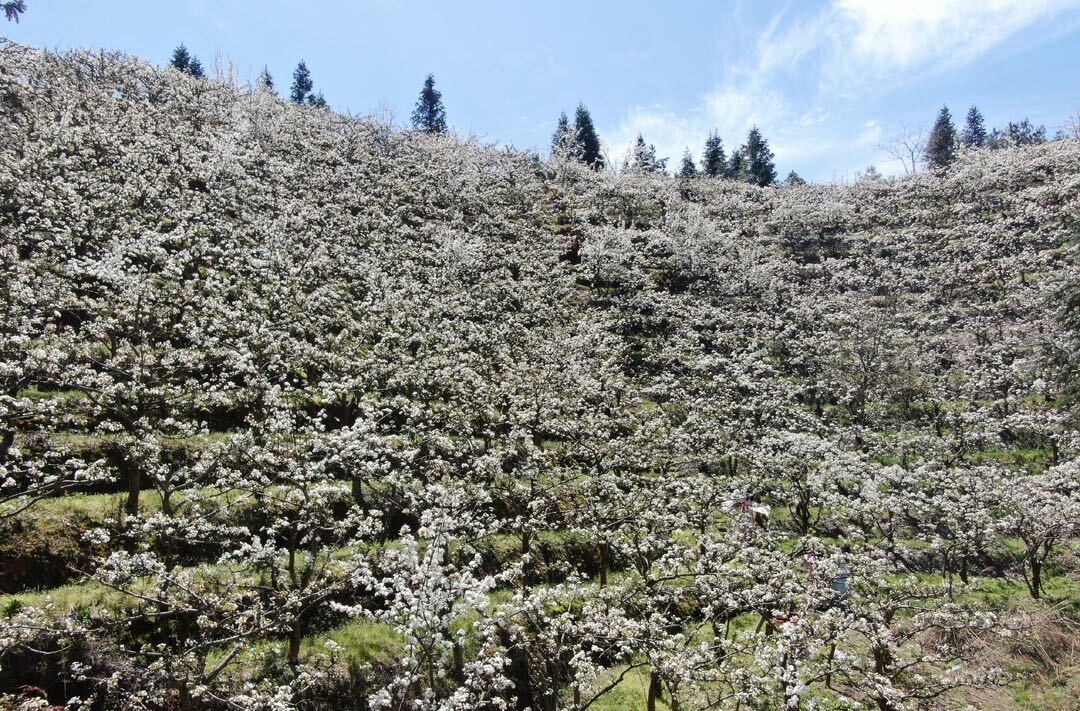 梨园赏“雪”铁坡探春 梨花经济“融”出中方乡村振兴新图景