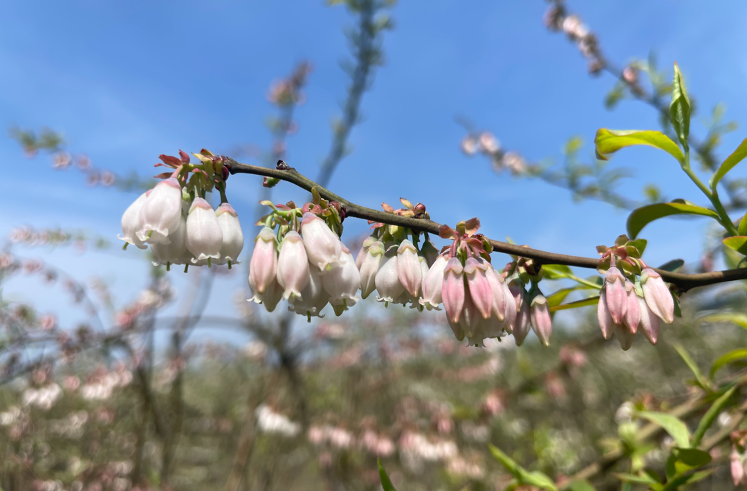 图集|中方：蓝莓花开春意浓