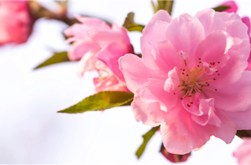 花粉过敏高峰期又来了，它为什么铺天盖地？