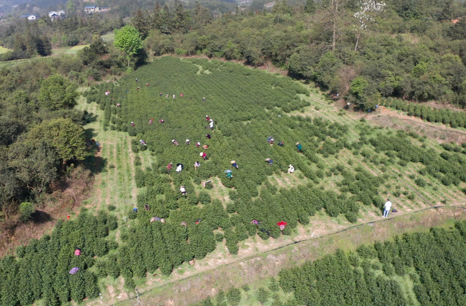 希望的田野|中方县千丘田村：400亩白茶采摘忙 乡村振兴茶香四溢