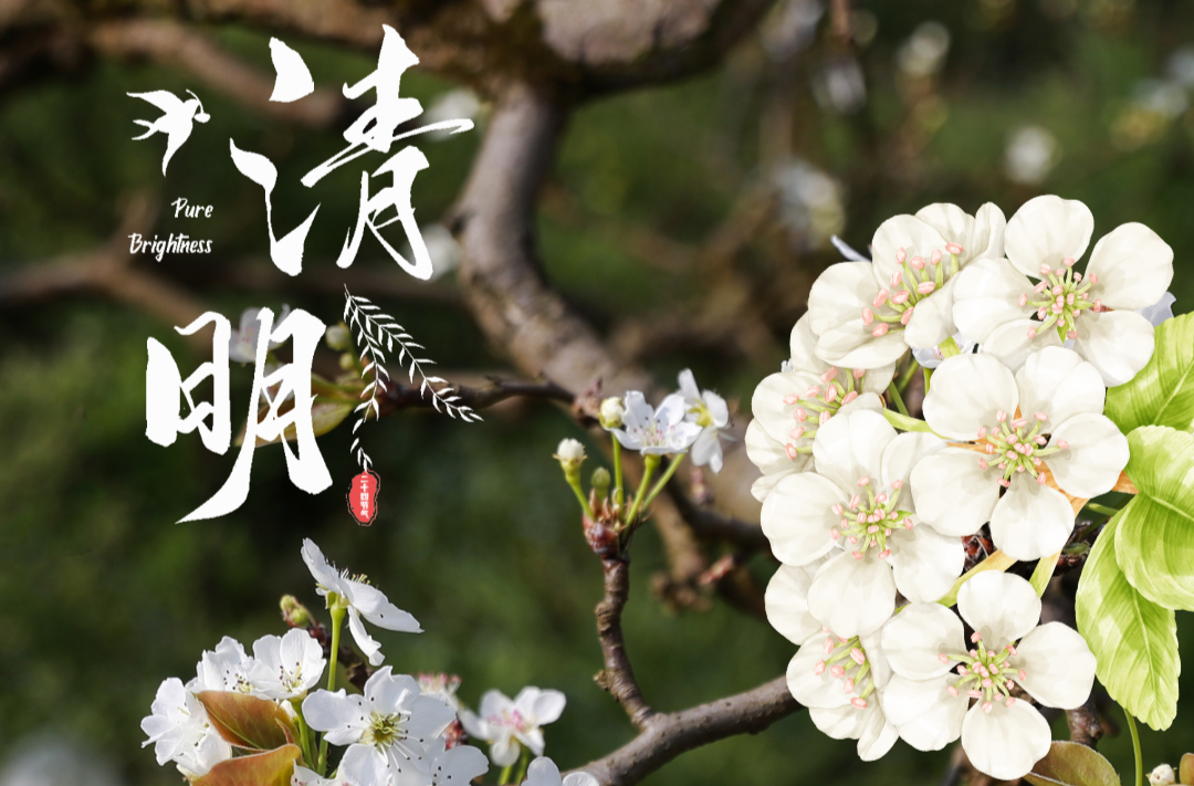 动态海报｜文化中国行·二十四节气里的中方——清明