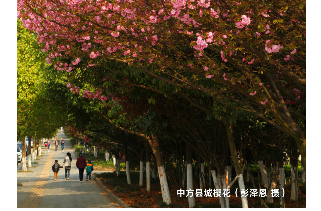 海报|早安中方·从学法开始（74）