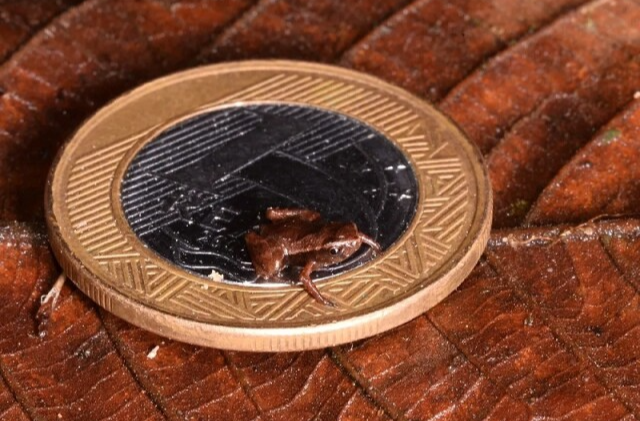 科普园地|地球上已知最小动物是什么？