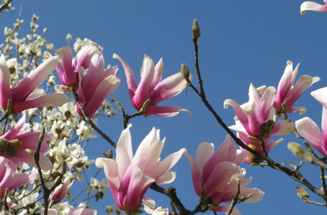 识花宝典来了!快来考考你家孩子→