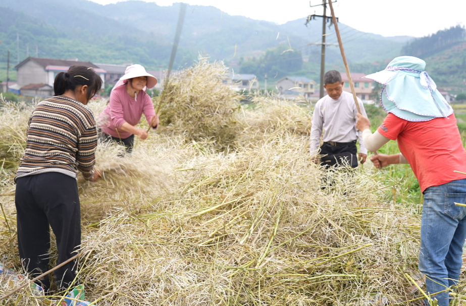 中方县花桥镇双龙溪村：2400亩油菜收割忙