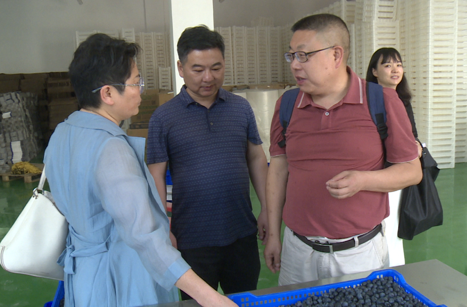 蓝莓产业专家到中方县蓝莓生产一线调研产业发展