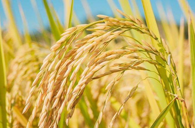 涉及快递包装、粮食安全 6月起这些新规将施行