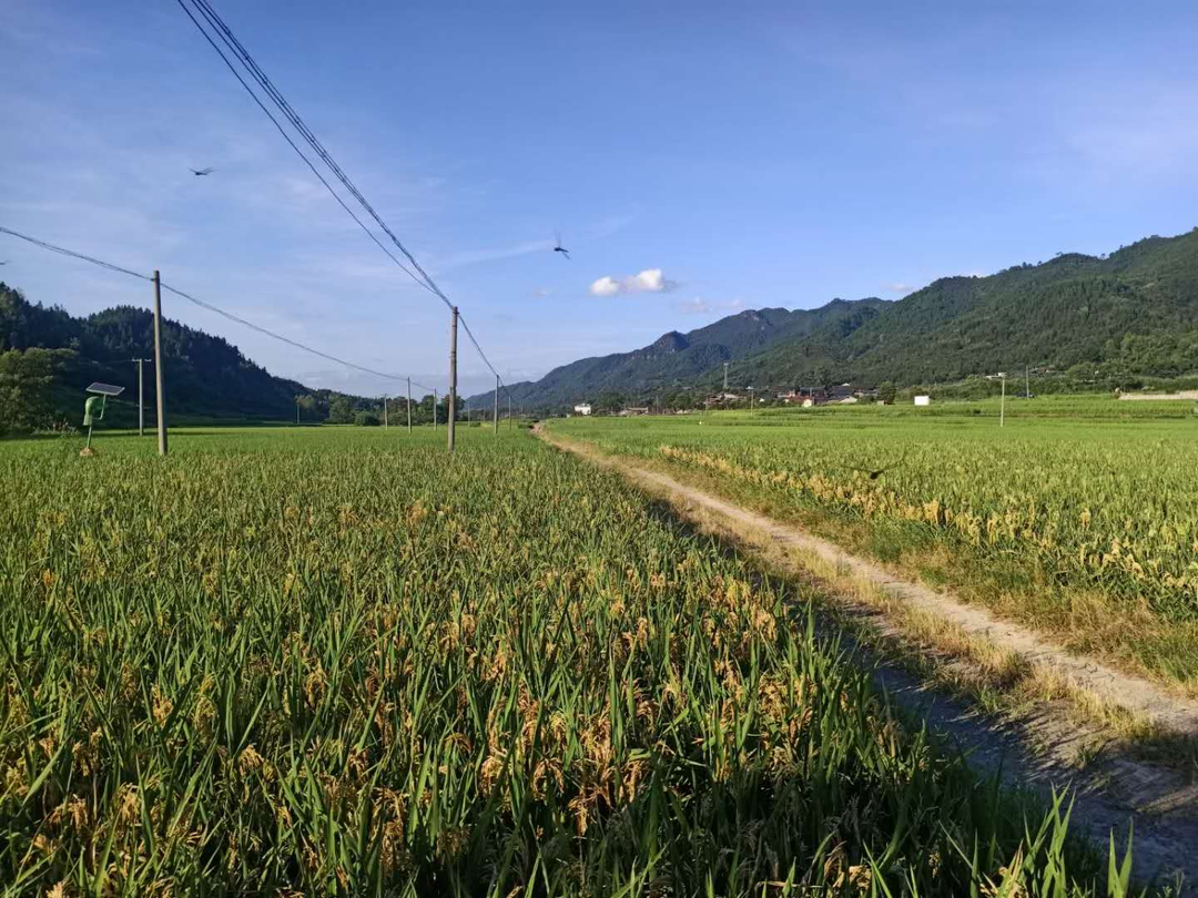 希望的田野|中方县袁家镇：稻花香里有鱼鸭 “一田三用”唱响富民曲