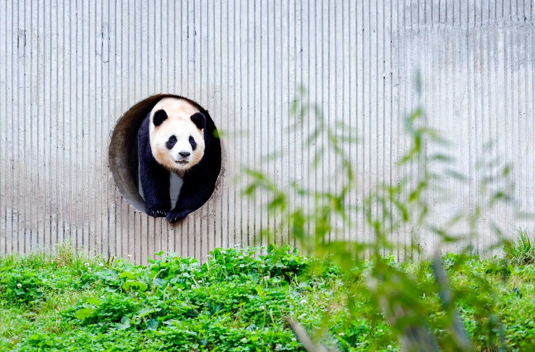 一饱眼“福”第二弹！“福公主”真有长睫毛