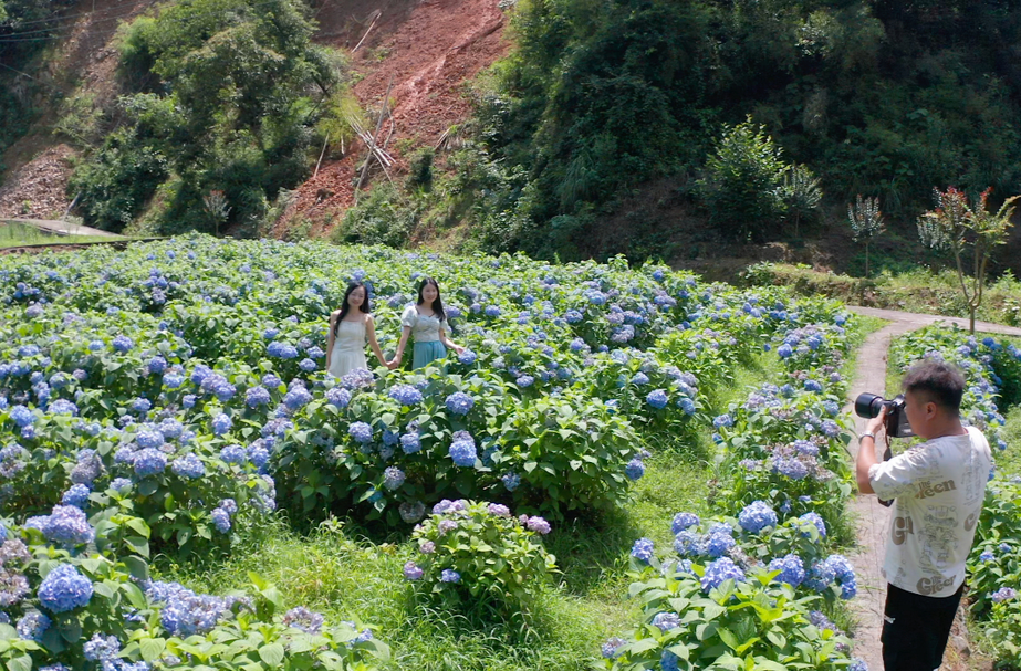 中方县：绣球花开迎客来 乡村旅游发展旺