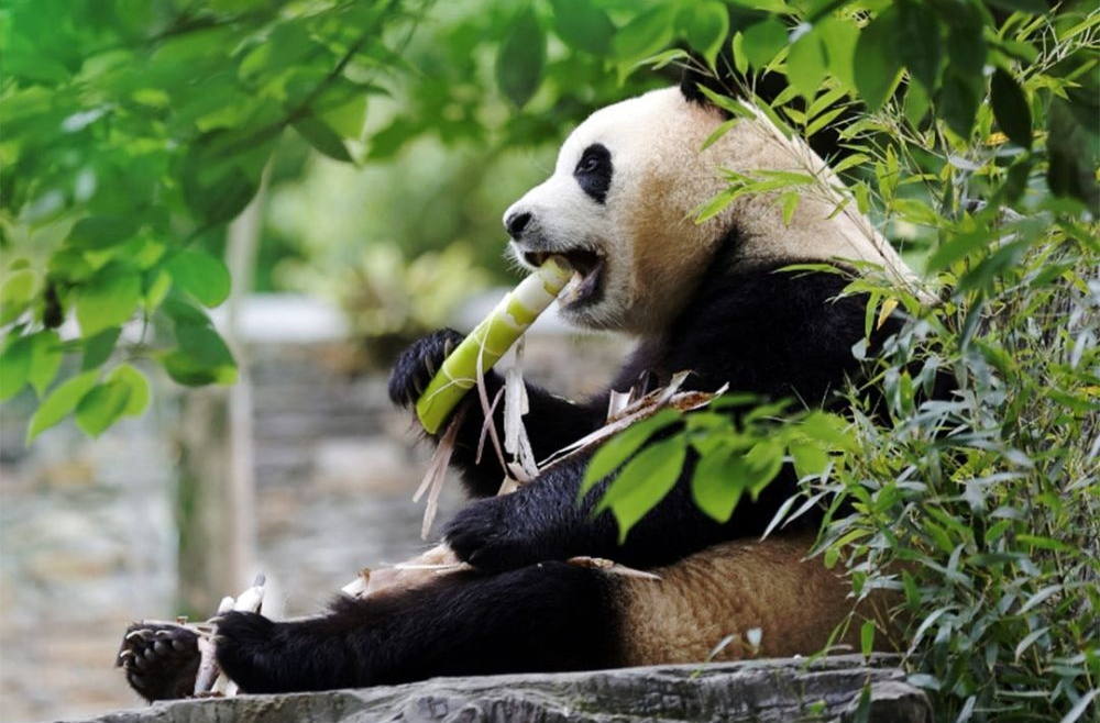 中韩“顶流”明星“福宝”回家记