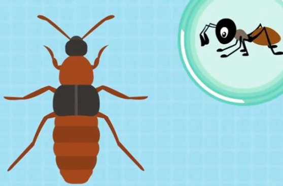 叮叮！小心，毒蚊虫“盯”上你了！