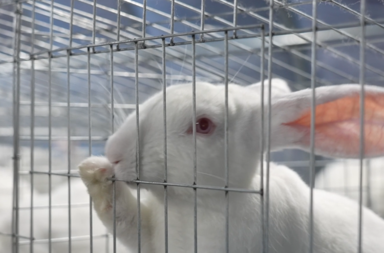 视频|这么可爱的兔兔，味道一定很好吧！