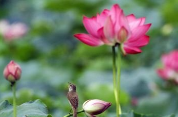 小暑快到了 养生做好这三点