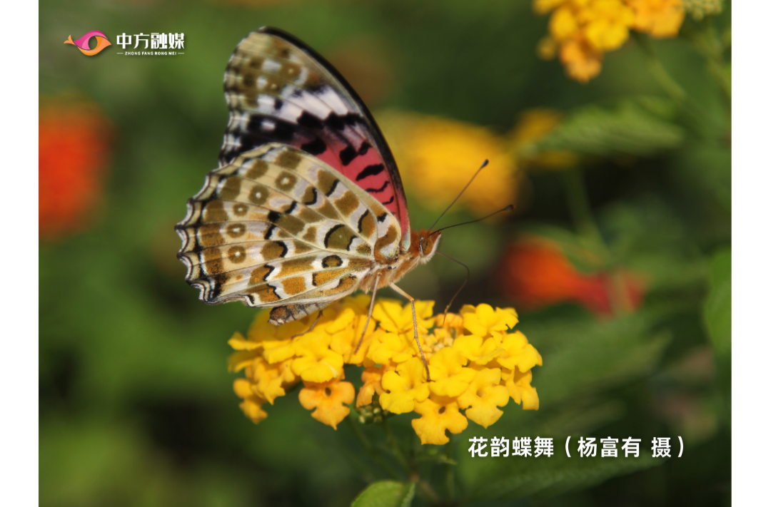 海报|早安中方·从学法开始（153）