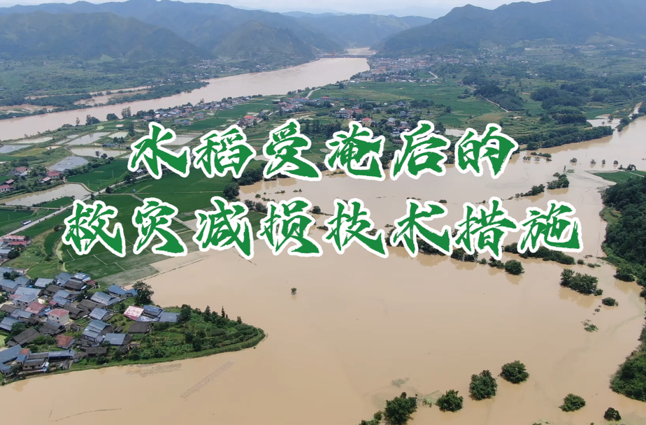 视频|救灾知识：水稻受淹后的救灾减损技术措施