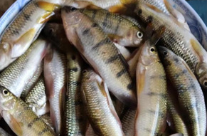 这种鱼籽有毒，别吃！湖南疾控发出警示