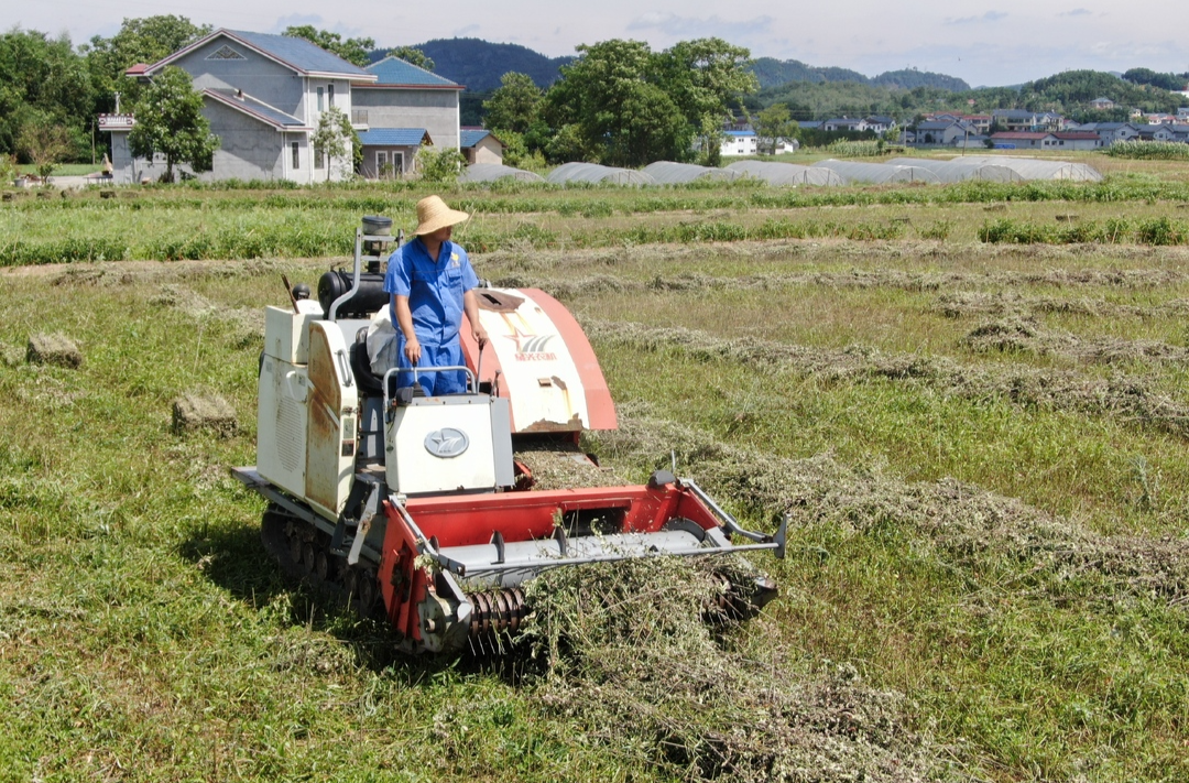 希望的田野|中方：艾草青青喜丰收 机械化收割省心又省力