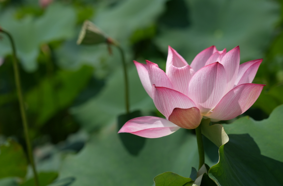 图集|中方县：夏日“荷”风起 浪漫如约而至