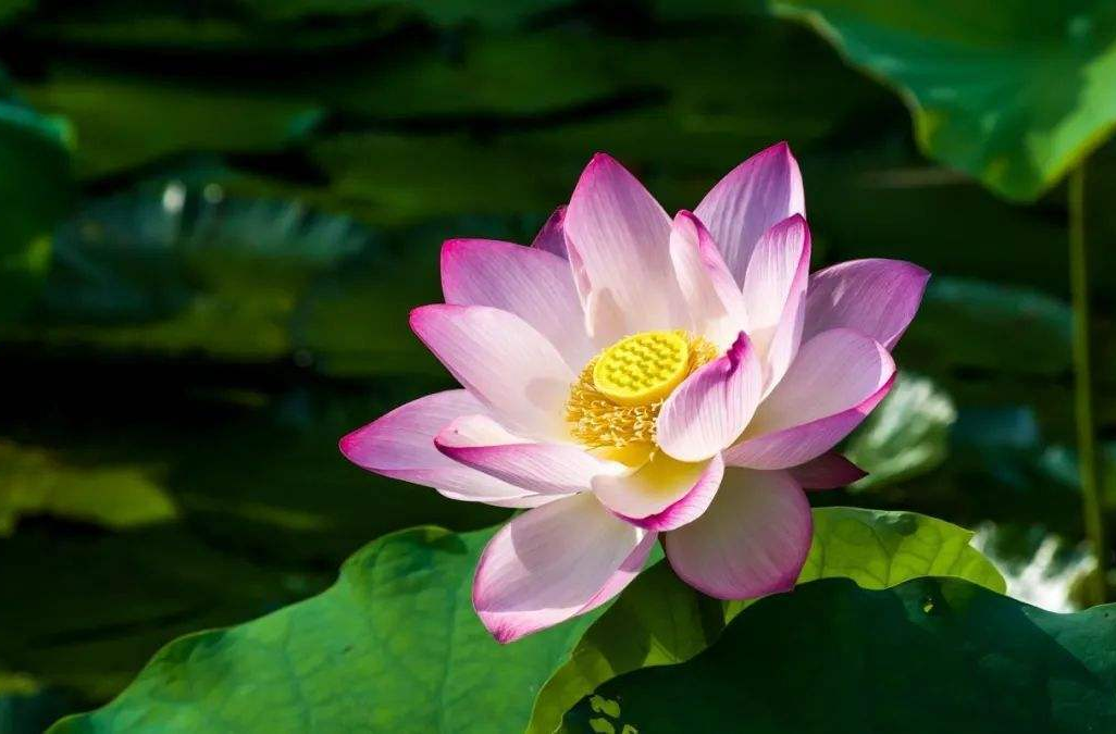 高温三伏天 养生有“六忌”