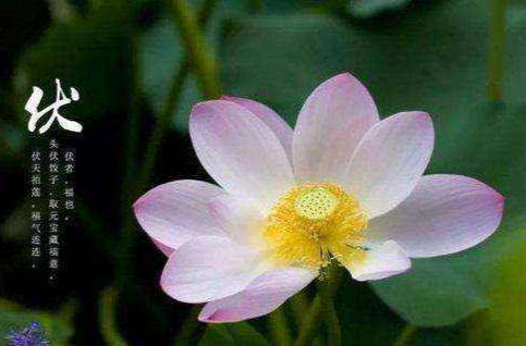 三伏天千万别做这5件事，很多人以为在养生，其实在“养病”！