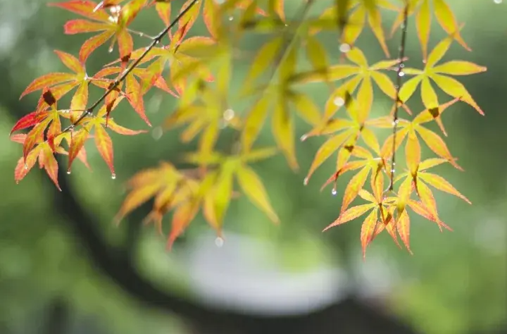 今日立秋！立秋，就是入秋了吗？