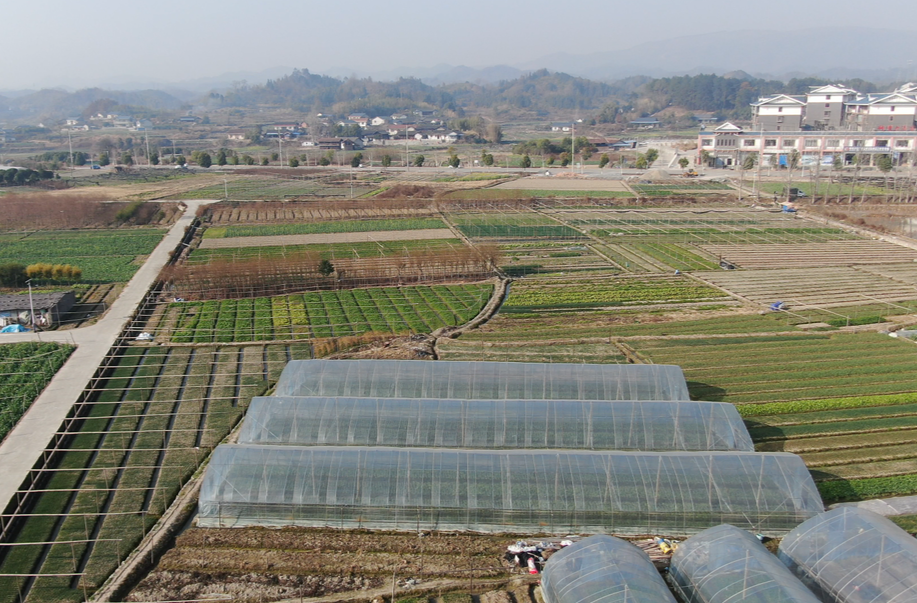 希望的田野｜中方县荆坪村：蔬菜销售旺 丰收采摘忙