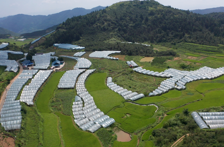 中方縣花橋鎮(zhèn)排葉村：高山大棚內(nèi)即將迎來一大波“甜蜜暴擊”