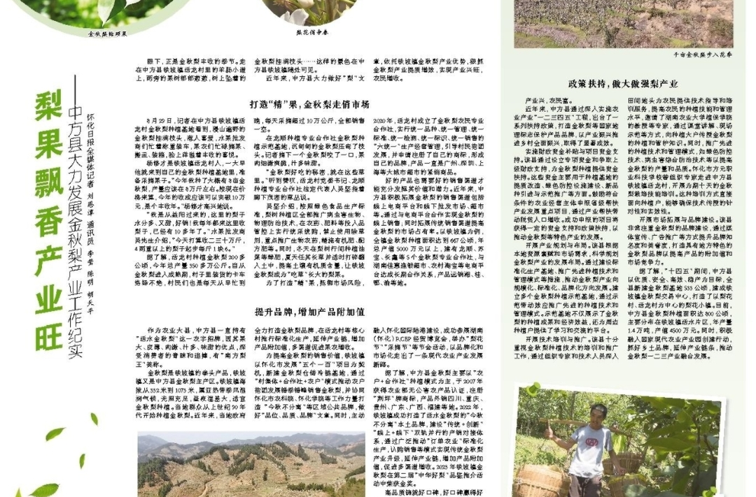 怀化日报专版|梨果飘香产业旺 ——中方县大力发展金秋梨产业工作纪实