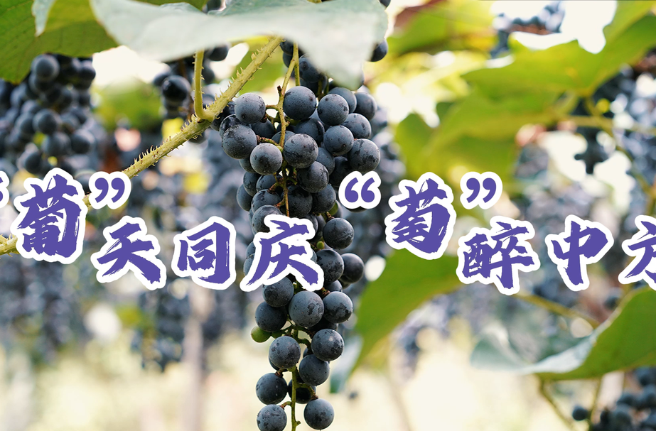 视频|融媒包打听：“葡”天同庆 “萄”醉中方，2024年湖南省（秋季）乡村文化旅游节暨2024年湖南省（秋季）村晚示范展示活动即将开幕