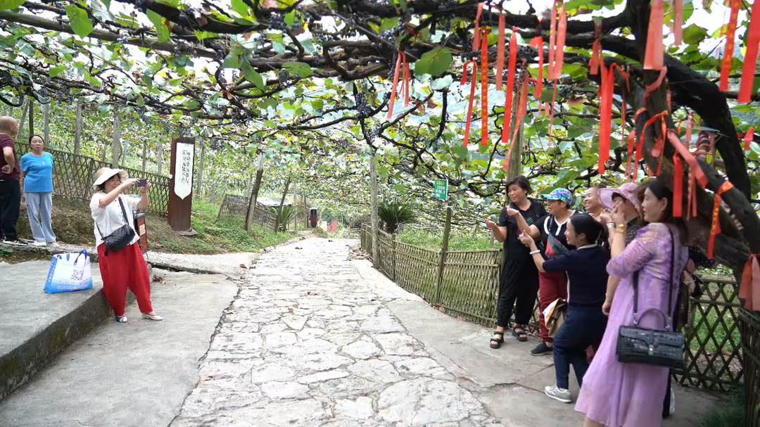 怀化中方：以节造势 游客乐享甜蜜假期 葡萄沟迎来甜蜜生活