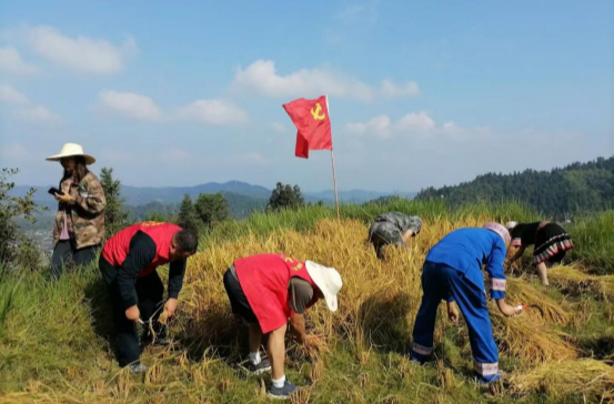中方县蒿吉坪瑶族乡人大：助农收稻暖民心