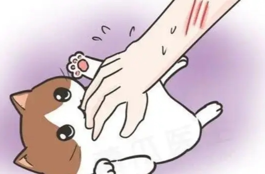 “招猫逗狗”，小心动物致伤