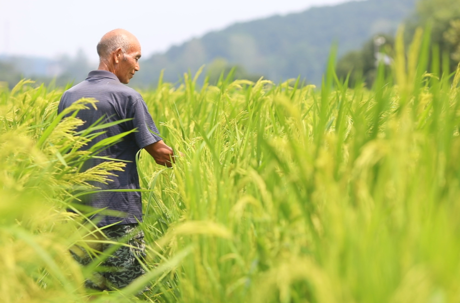 我与家乡共成长丨梁庄林：光阴流转 本色不改