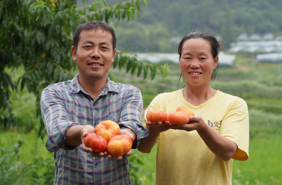 视频|我与家乡共成长·杨华：精品水果“种”出小村致富路