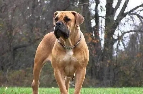 禁养烈性犬伤人由谁担责？司法解释：犬主承担全部责任