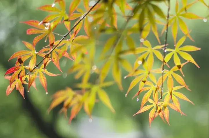 秋分过后，这15天很关键！防秋燥做好4件事