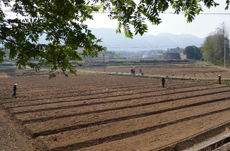 希望的田野|中方县实施油菜根肿病实验 全力稳定油菜产量