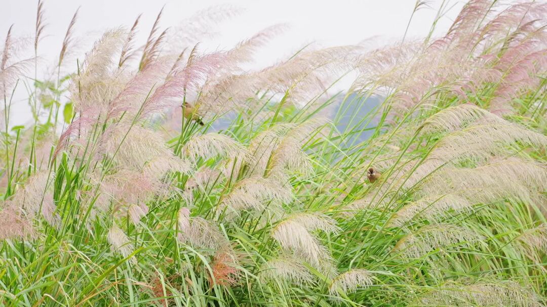 视频|中方县：斑茅花开 秋韵如画