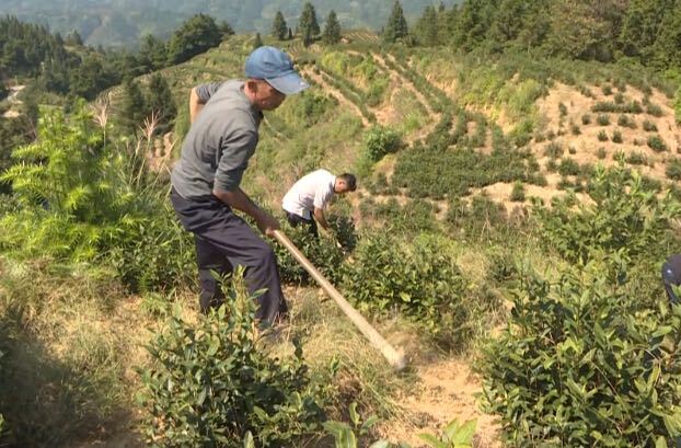希望的田野|中方县接龙镇：秋季茶园管护忙 蓄势春来茶飘香