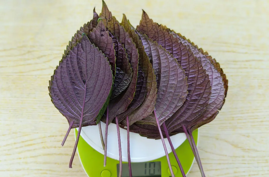 这种超宝藏“深色蔬菜”，功能你知道吗？